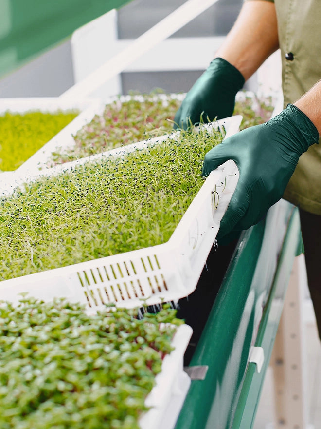 vegetable seedlings
