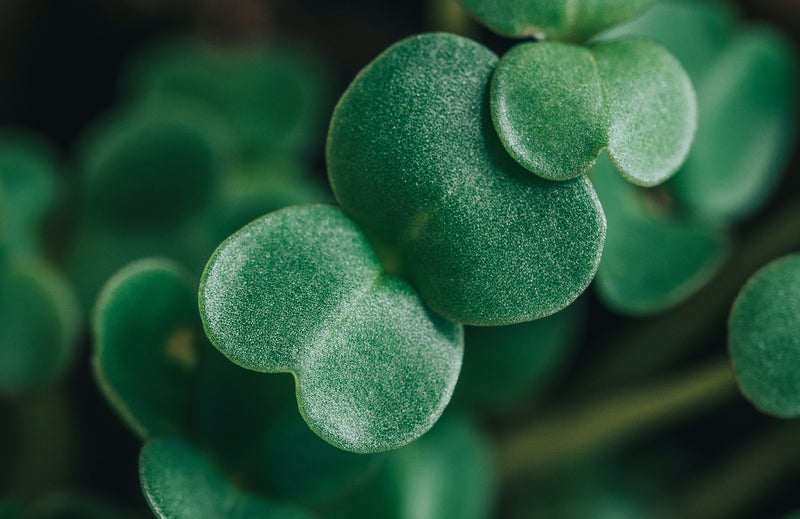 Microgreens: The Most Nutrient-Dense Food on Earth