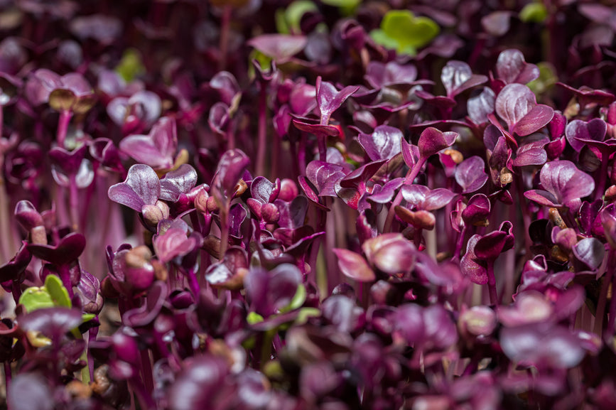 How Microgreens Could Help with Bloating