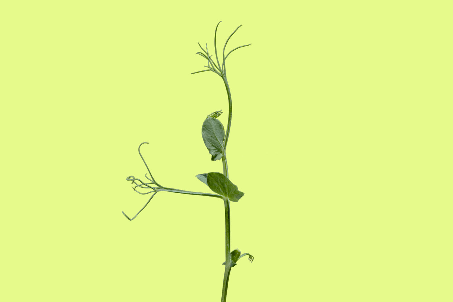 Microgreen Spotlight: Peas