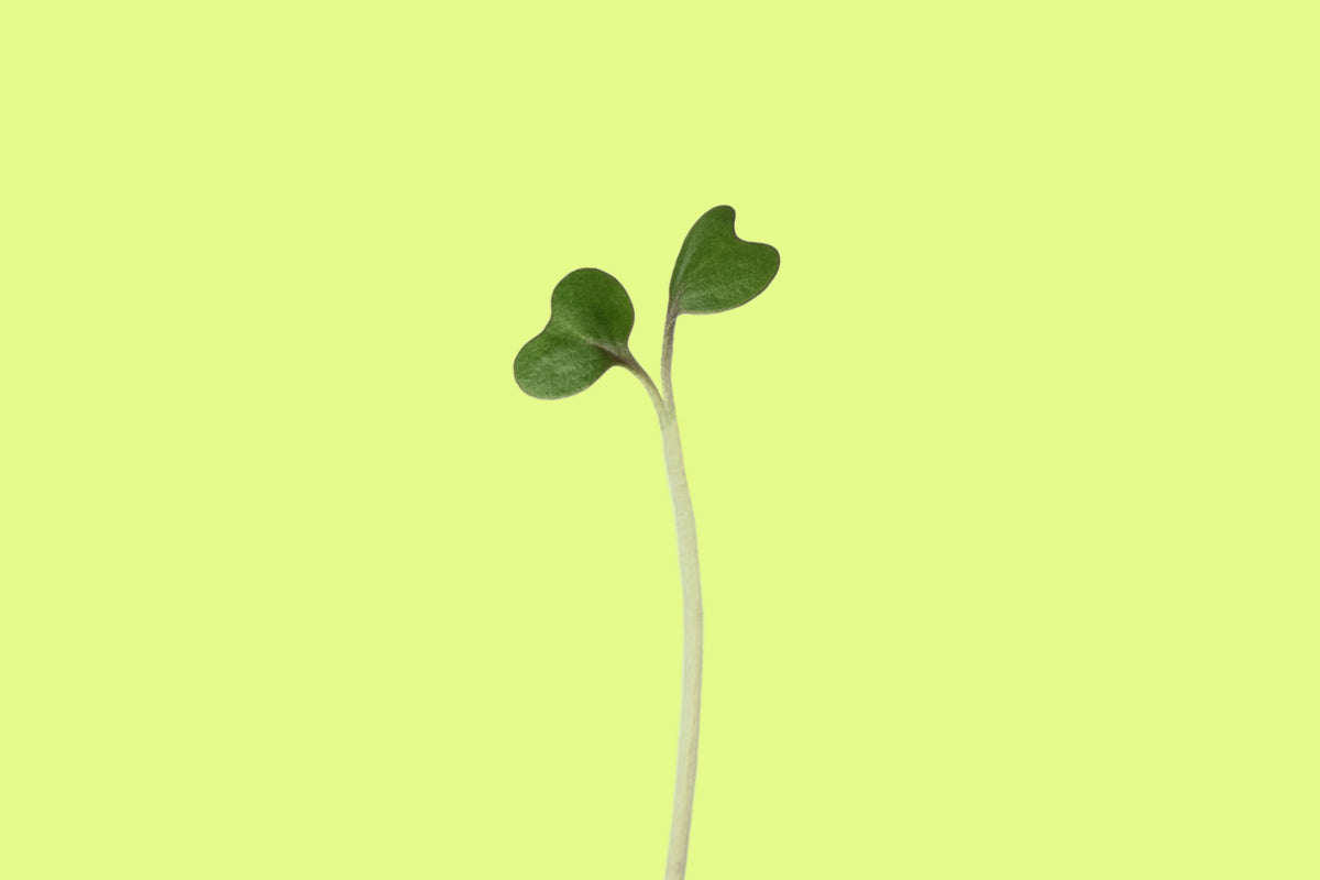 Microgreen Spotlight: Broccoli