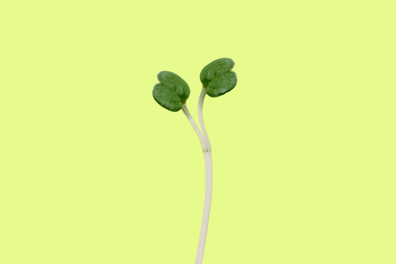 Microgreen Spotlight: Kale