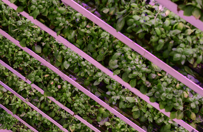 The Health Risks of Pesticides in Produce and the Benefits of Vertical Farming