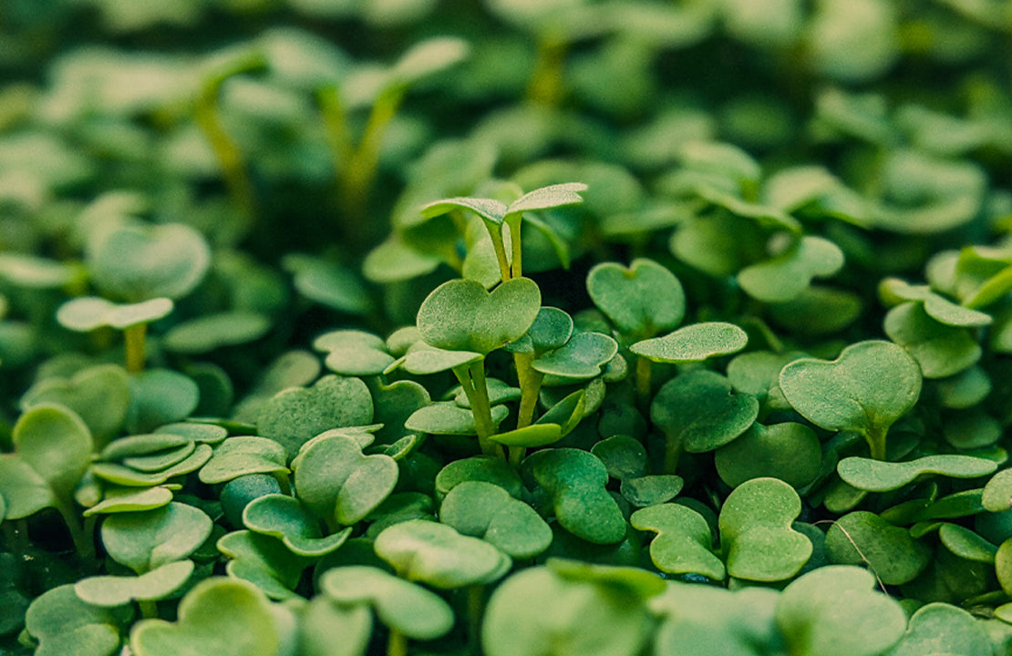 New Research Proves Microgreens Are Here to Stay